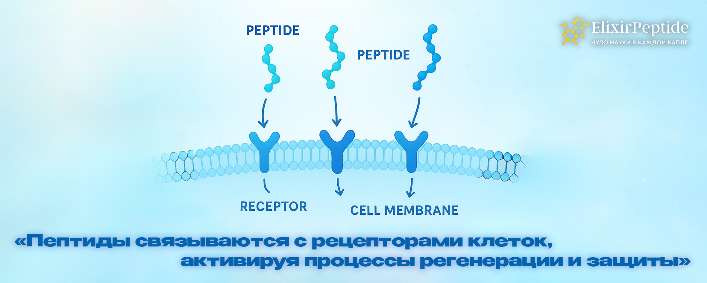 Пептиды связываются с рецепторами клеток, активируя процессы регенерации и защиты.
